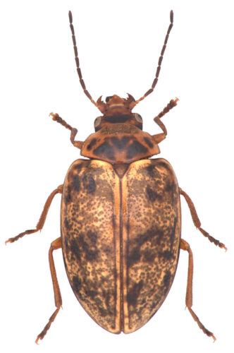 What Is a Beetle?